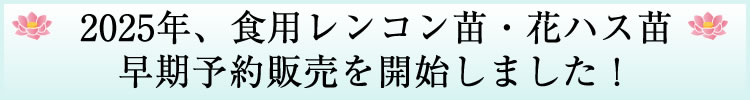 花ハス・食用レンコンの苗、早期予約開始しました！