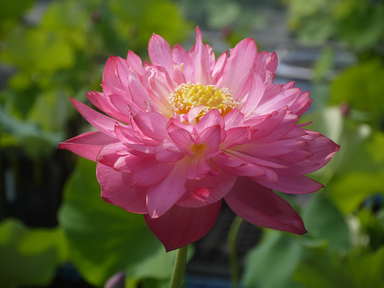 八重茶碗蓮 種蓮根苗 2 750円 鉢植苗 4 400円 花ハスの専門店 フラワー華蓮 かれん